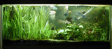 picture of our 55 gallon planted tank