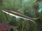 SAE (siamese algae eater) in plants