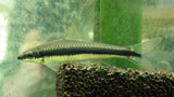 SAE - young siamese algae eater resting on pre-filter