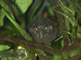 ancistrus face head on