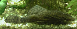 ancistrus profile