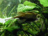 ancistrus belly