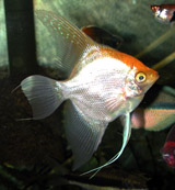 yellow angelfish