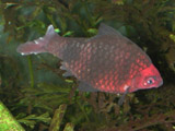 black ruby barb - beaten up