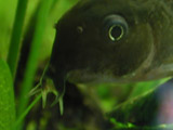 corydoras - close up of barbels