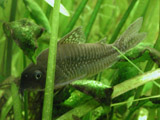 corydoras in plants