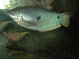 gourami - profile