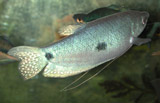blue gourami - turning away