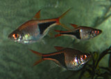 school of harlequin rasboras