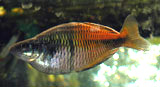 dim photo of Melanotaenia boesmani