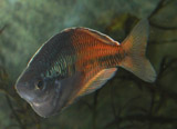 adult Melanotaenia boesmani male