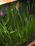 madagascar lace plant in aquarium