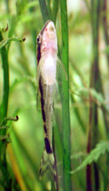otocinclus - belly view