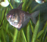 black tetra with large abdominal tumor