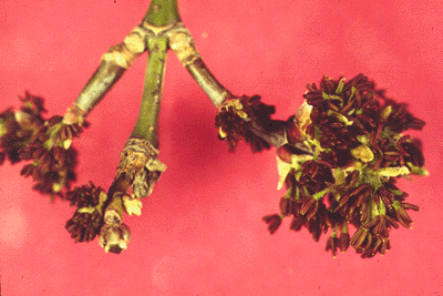 A. negundo (flowers)