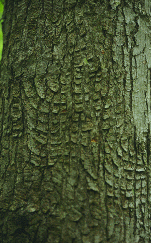 A. rubrum (bark)