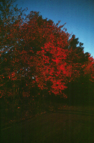 A. rubrum (fall color)