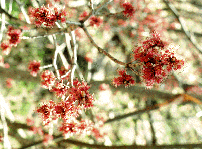 A. rubrum (flowers)