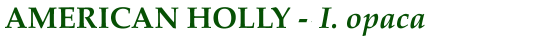American Holly (I. opaca)