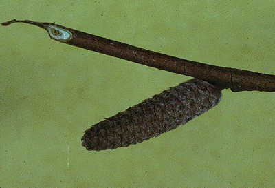 C. cornuta (Catkin)