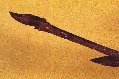 B. alleghaniensis (Twig)