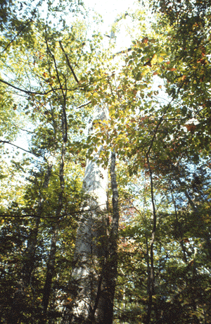 C. dentata (Old snag)