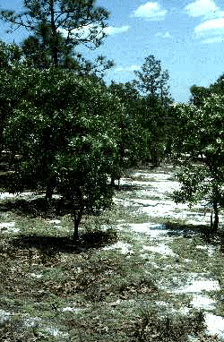 Q. laevis (Site)