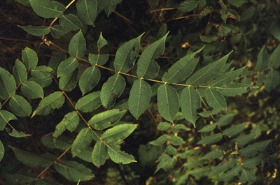 J. cinerea (Leaves)