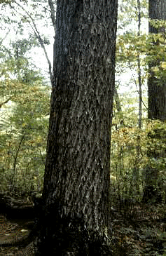 C. ovalis (Bark)