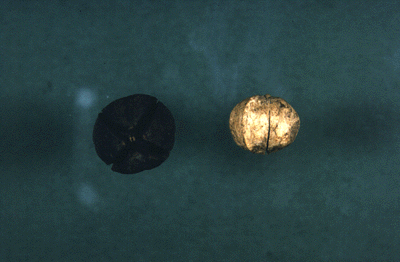 C. ovata (Fruit)