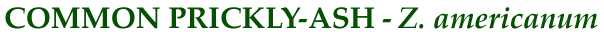 Common Prickly-Ash: Z. americanum