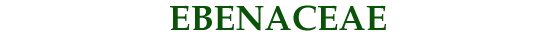 Ebanaceae