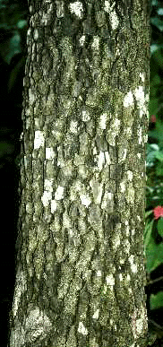 D. virginiana (Bark)