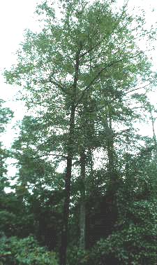 D. virginiana (Form)