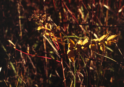Z. americanum (twig)