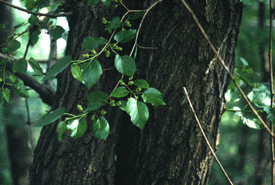 M. rubra (Bark)