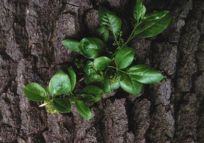 N. sylvatica (Bark)