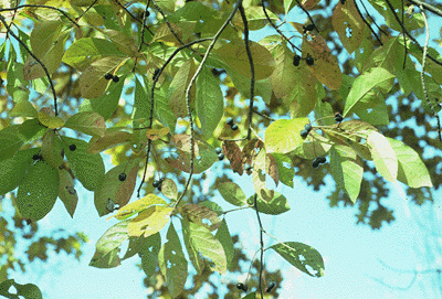 N. sylvatica (Fruit)