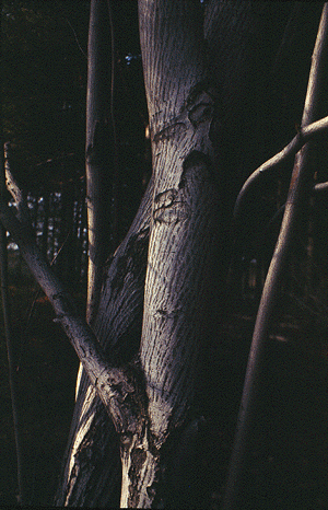 Amalenchier (Bark)