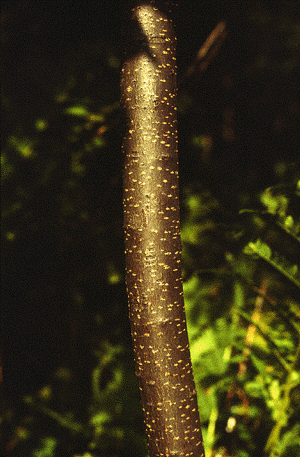 P. virginiana (Bark)