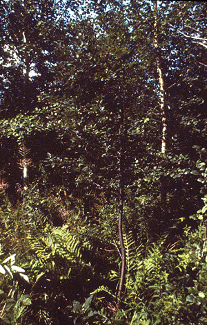 P. virginiana (Form)