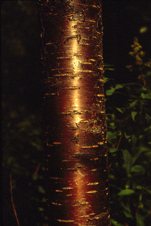 P. pensylvannica (bark)