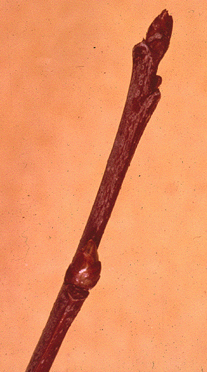 P. pensylvannica (Twig)