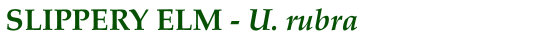 Slippery Elm (U. rubra)