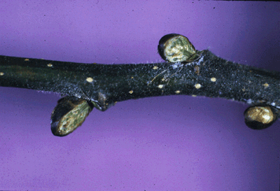 U. glabra var. camperdownii (Buds)