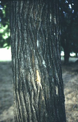 U. rubra (Bark)
