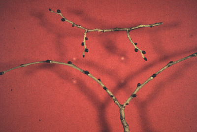 U. rubra (Buds)
