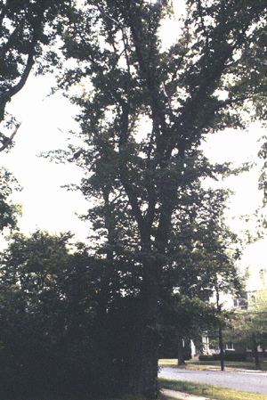 U. rubra (Form)