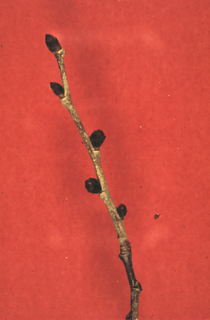U. rubra (Twig)