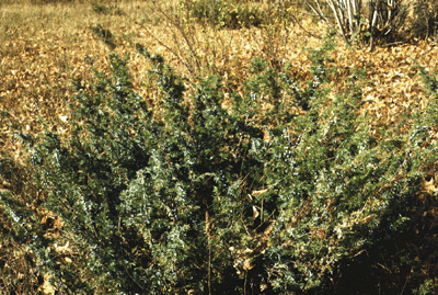 J. communis (Form)